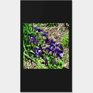 Columbine Posters and Art